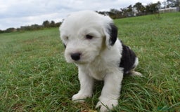 Old English Sheepdog dogs for sale: Stunning Old English Sheepdog Puppies KC Reg - Image 6