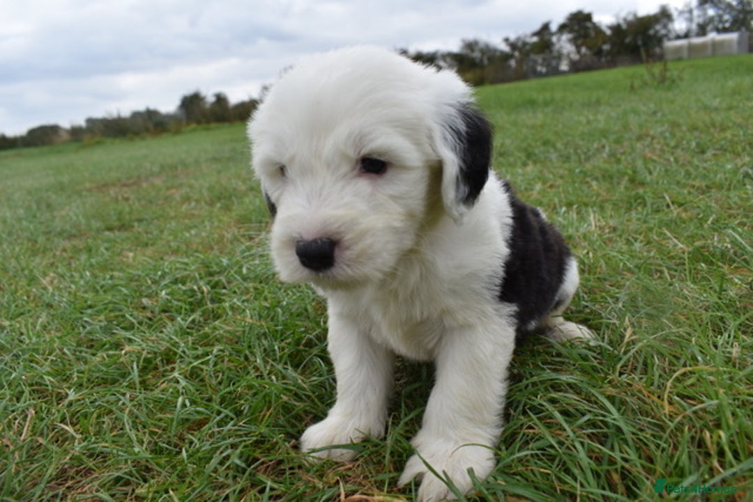 Old English Sheepdog dogs for sale: Stunning Old English Sheepdog Puppies KC Reg - Image 6