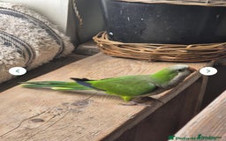 Parakeets birds for sale: Handtame Karakarki and Quaker for sale - Image 3