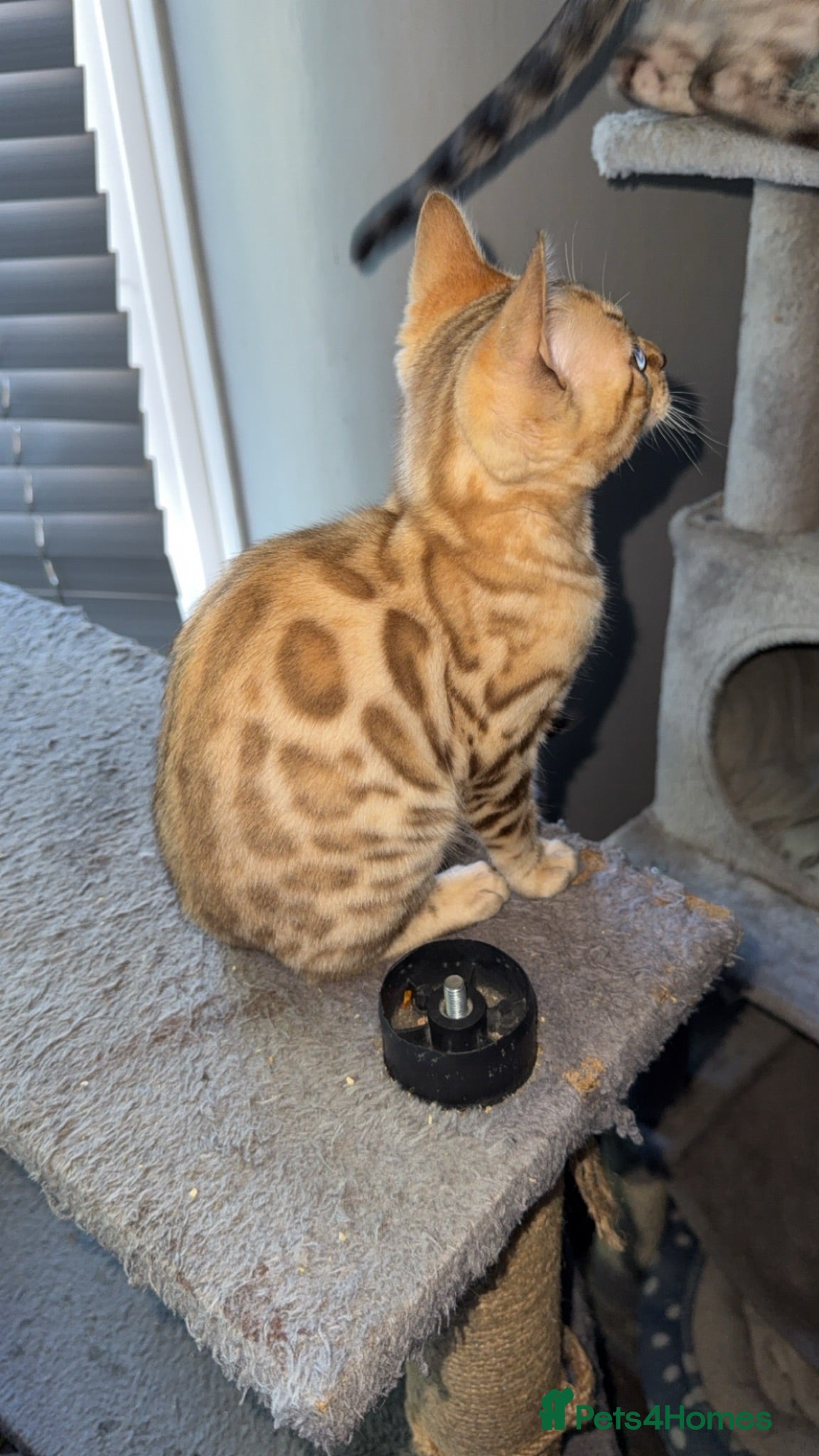 Bengal cats Stunning Bengal kittens - Advert 13