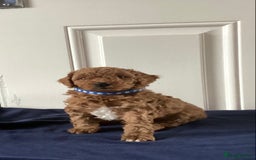 Cockapoo dogs for sale: 5 cockapoo puppies - Image 10