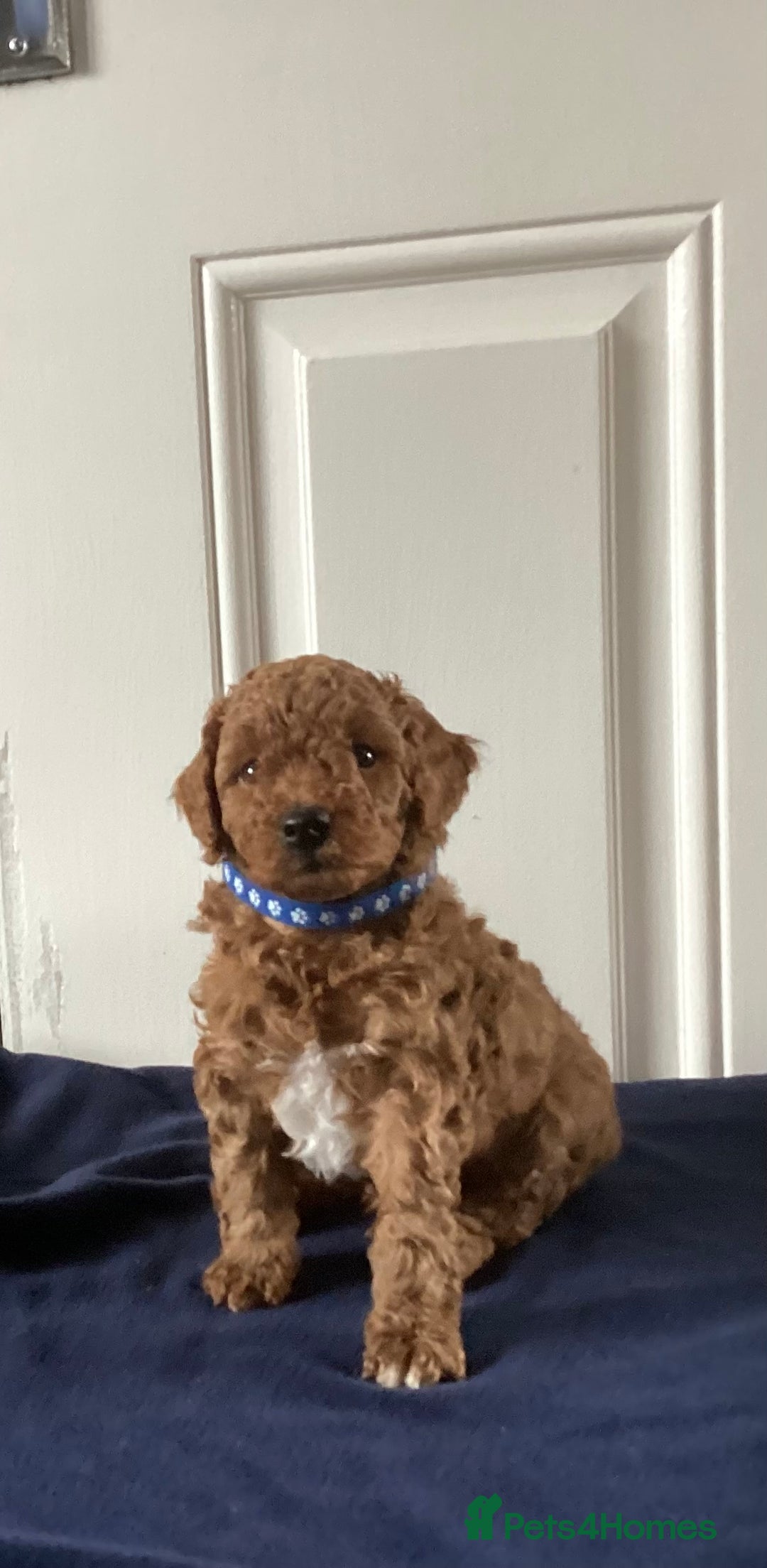 Cockapoo dogs for sale: 5 cockapoo puppies - Image 10