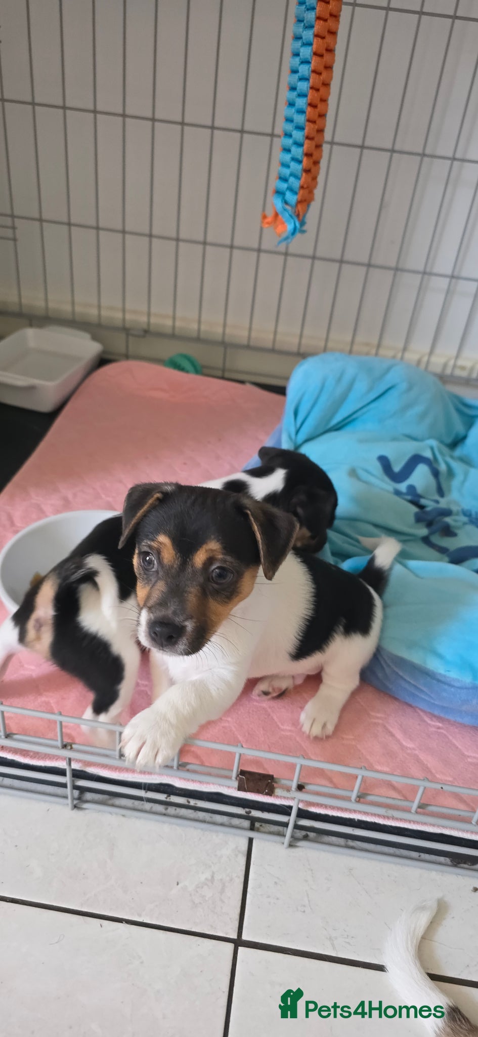 Jack Russell dogs Cutie pie Jack Russell puppies  - Advert 2