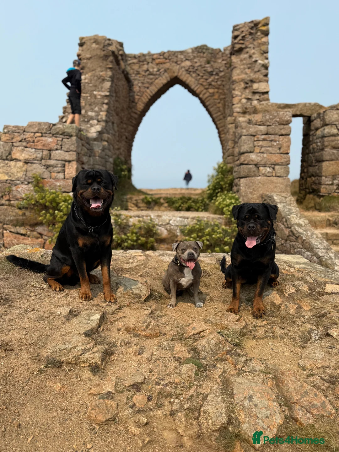 Rottweiler dogs for sale: Expecting Rottweiler pups - ready end of May  - Advert 28