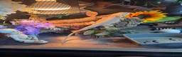 Bearded Dragon reptiles for sale: Whitblit for sale  - Advert 1