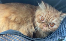 Persian cats for sale: Ginger male  - Advert 2