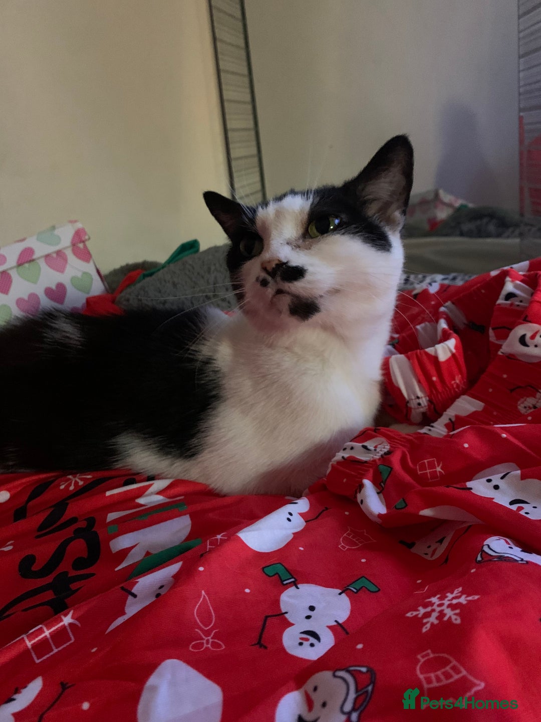 Mixed Breed cats for sale: Grandma Sierra  - Image 11