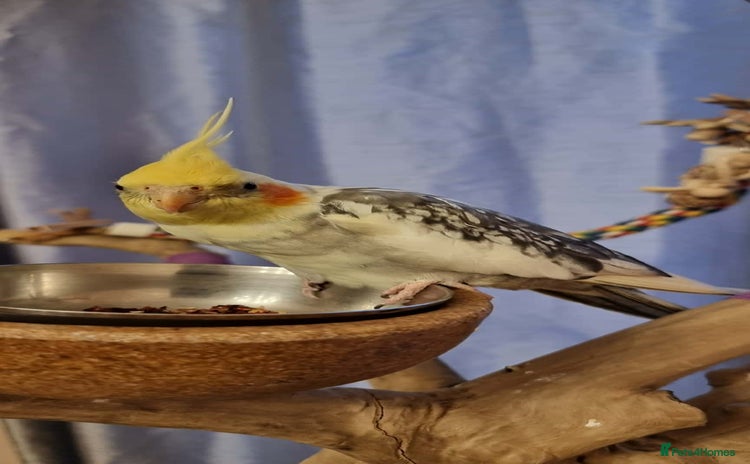 Cockatiels birds Female Cockatiel available ASAP - Advert 1