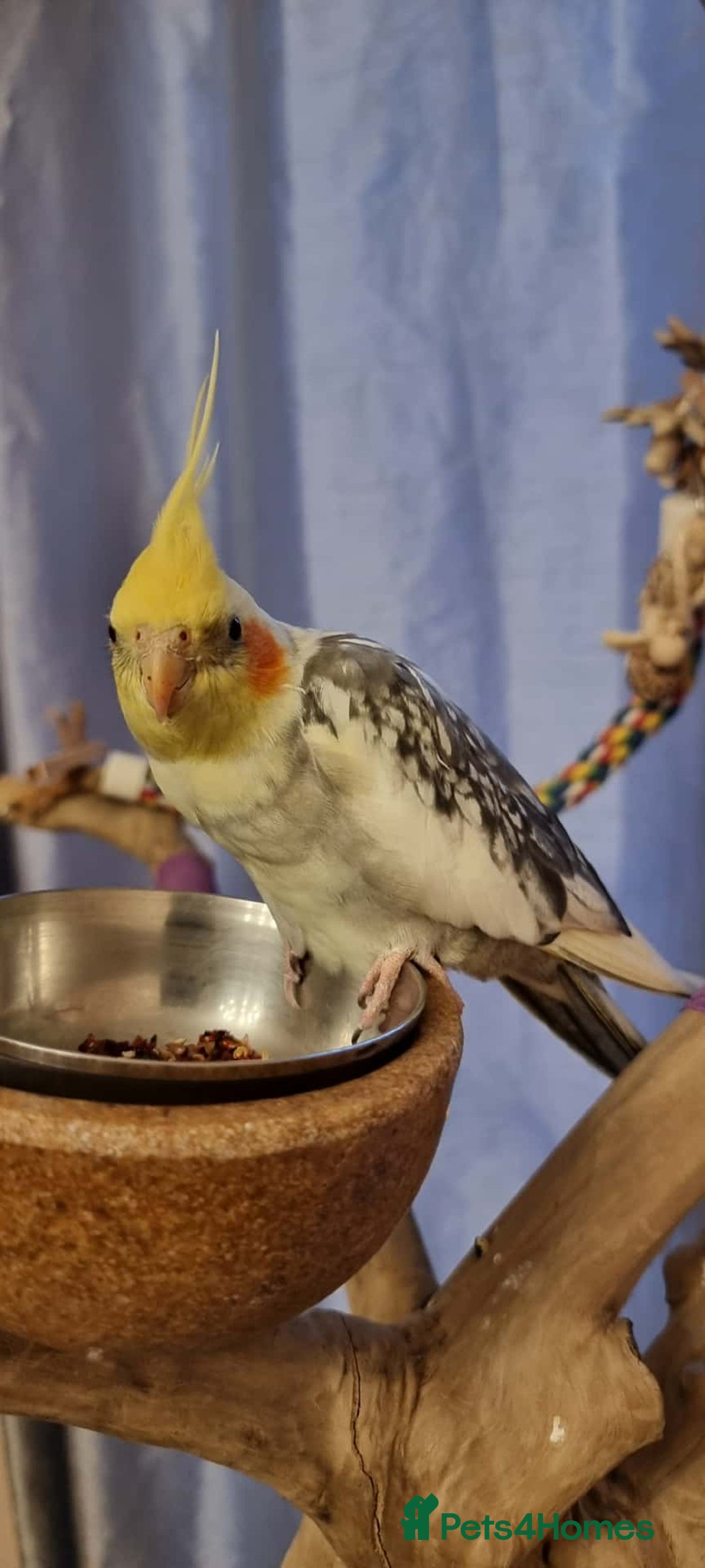 Cockatiels birds for sale: Female Cockatiel available ASAP - Advert 1