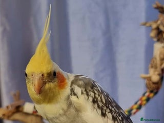 Cockatiels birds Female Cockatiel available ASAP - Advert 1