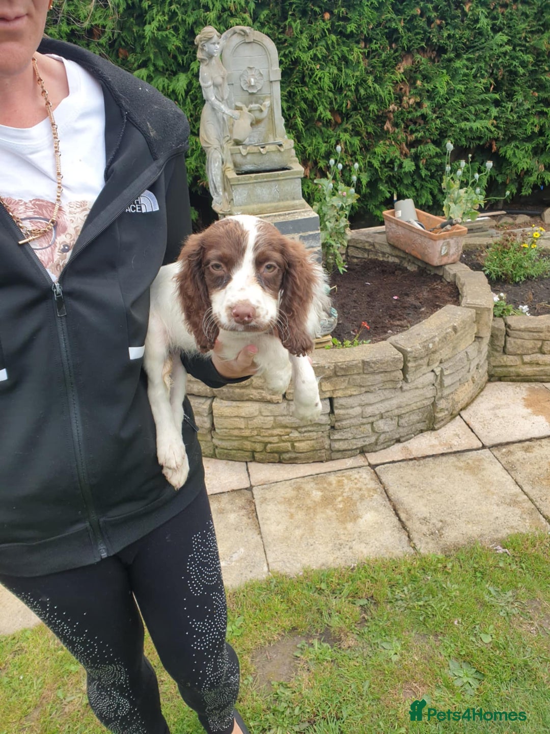 Sprocker dogs for sale: Sprockers Puppys - Image 4
