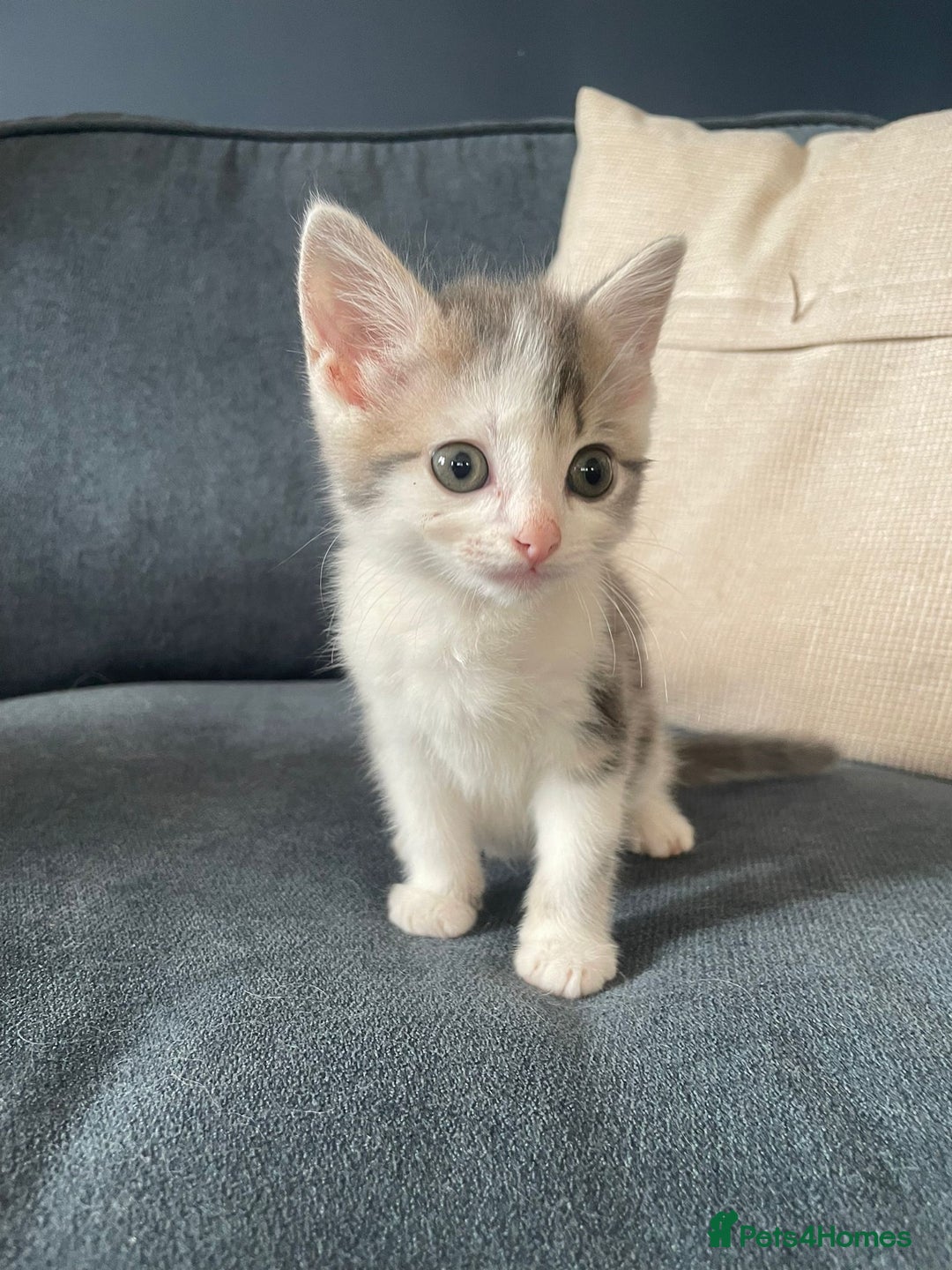 Domestic Shorthair cats for sale: Three beautiful playful kittens. - Image 3