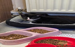 Mixed Breed cats for sale: Kittens for sale - Image 12