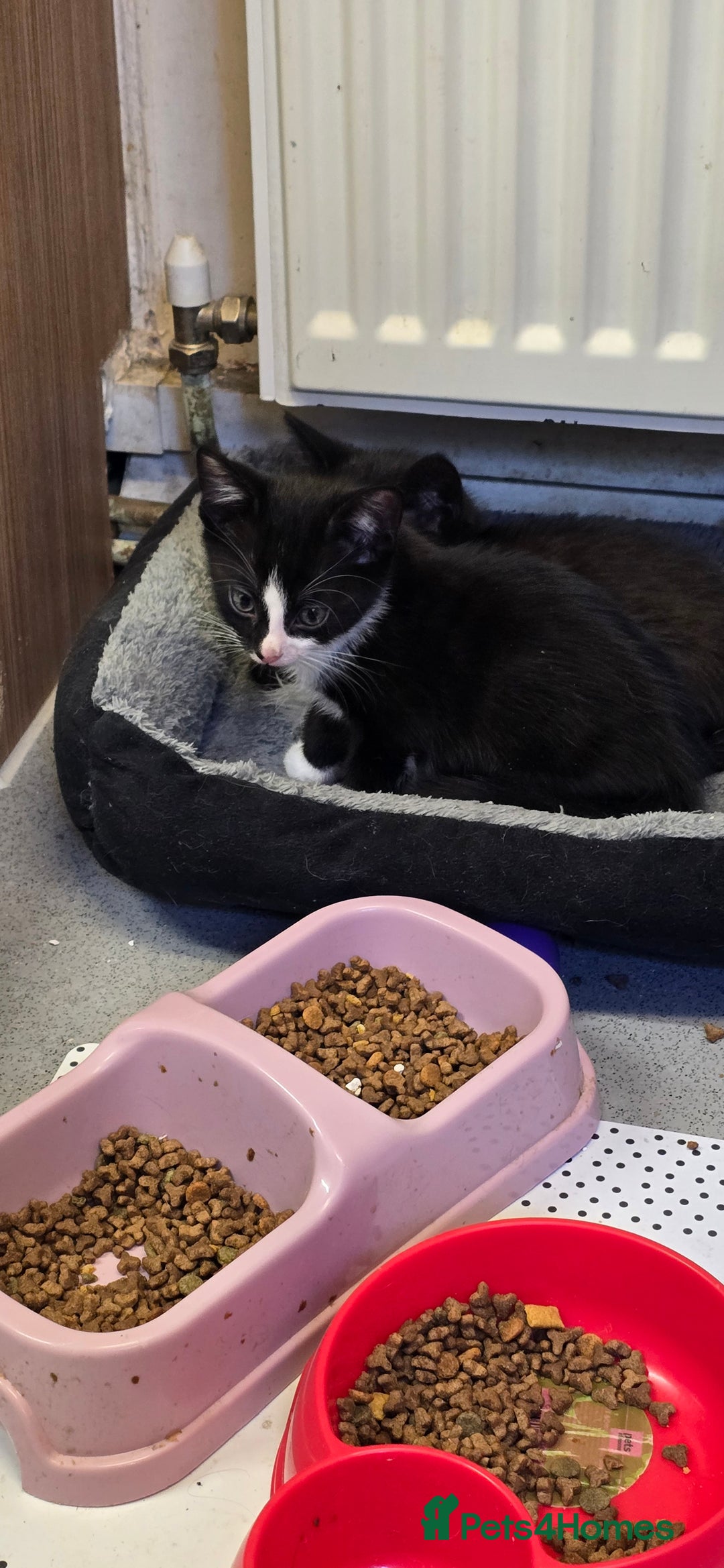 Mixed Breed cats for sale: Kittens for sale - Image 12