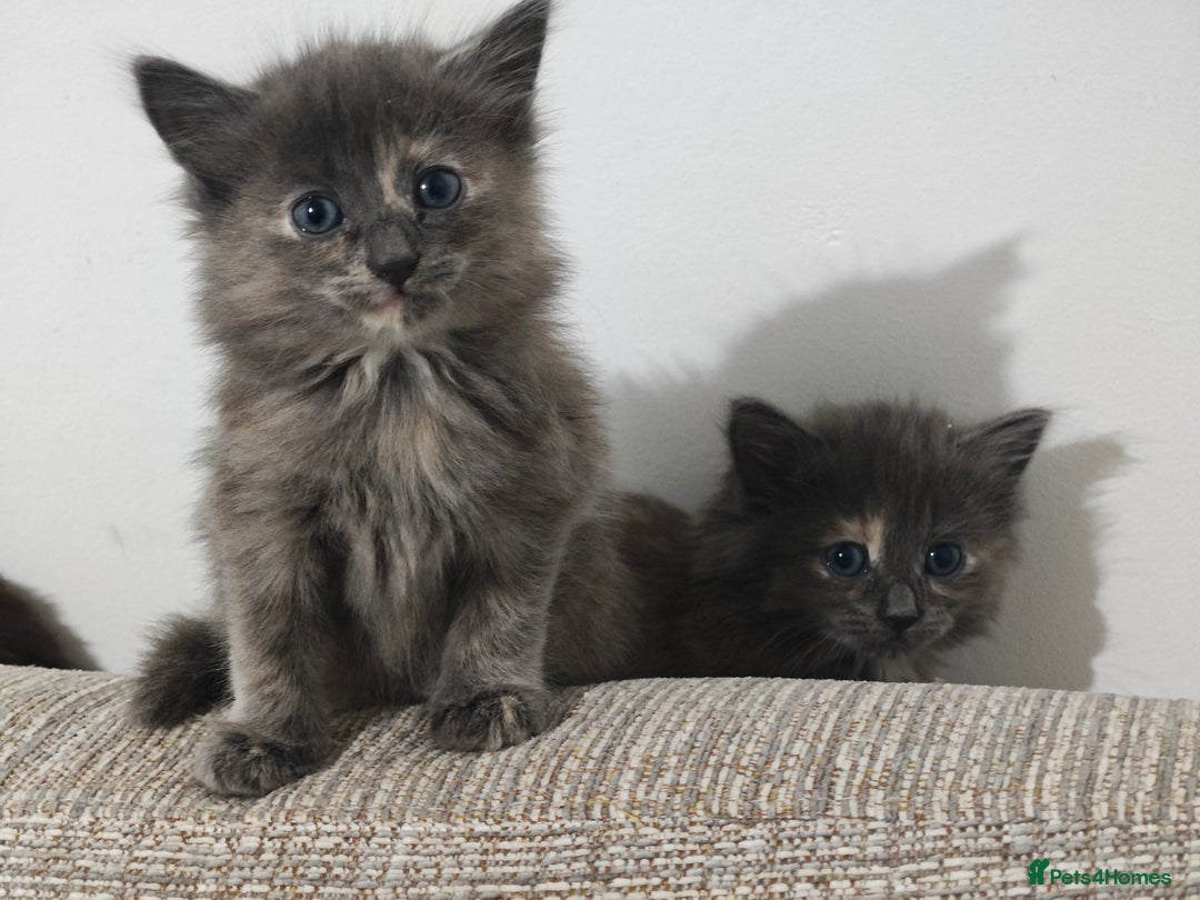 Nebelung cats for sale: Kittens  - Image 1