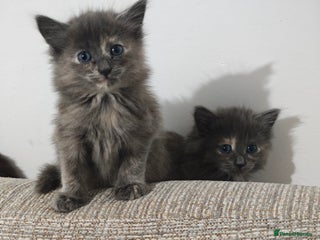 Nebelung cats - Advert 1