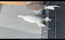 Pigeons birds for sale: Tumbler pidgeons  - Image 3
