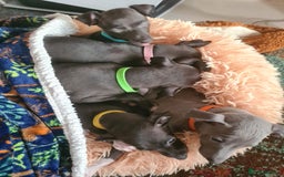 Italian Greyhound dogs for sale: Beautiful italian greyhound  - Image 3