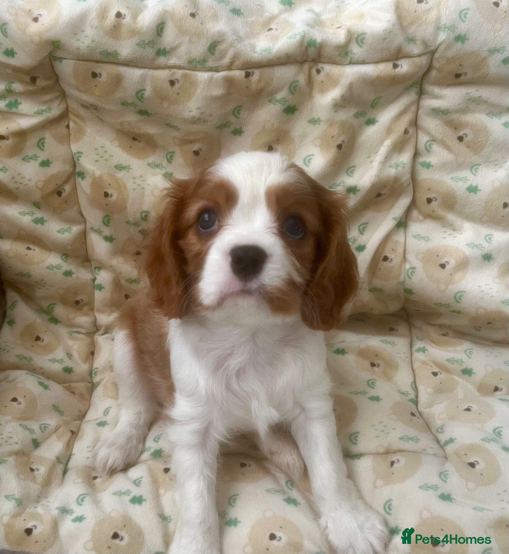 Cavalier King Charles Spaniel dogs Kc reg/ health tested Cavalier King Charles  - Advert 17