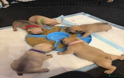 French Bulldog dogs for sale: kc registered french bulldog puppies - Image 20