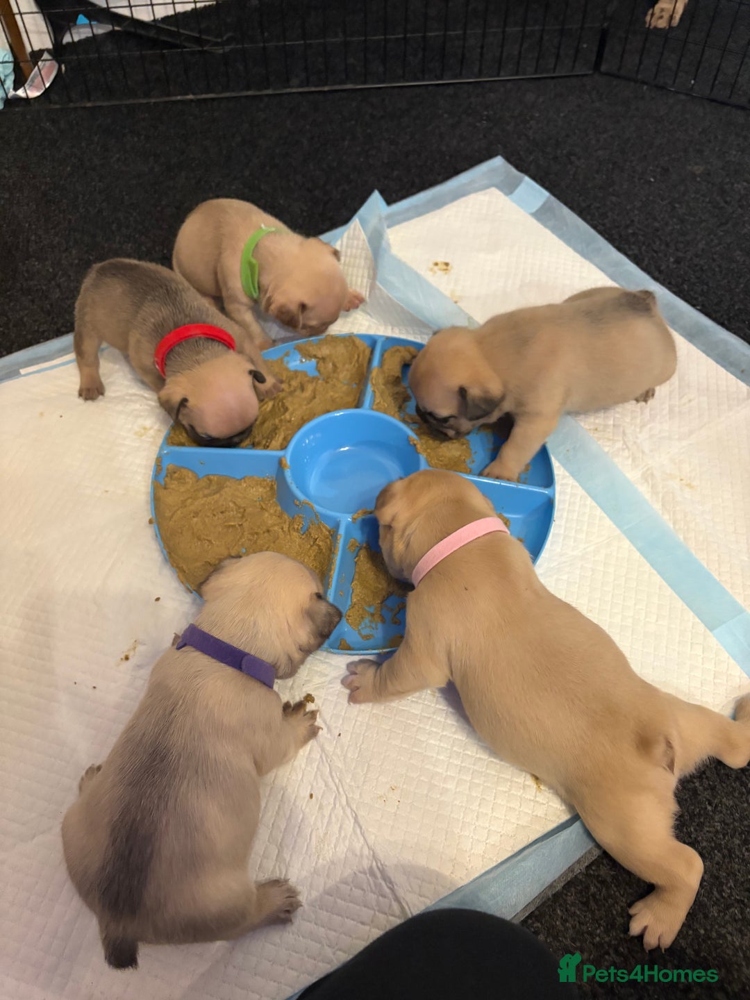 French Bulldog dogs for sale: kc registered french bulldog puppies - Image 20