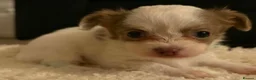 Chihuahua dogs for sale: Tiny Female chihuahua puppies  - Advert 19