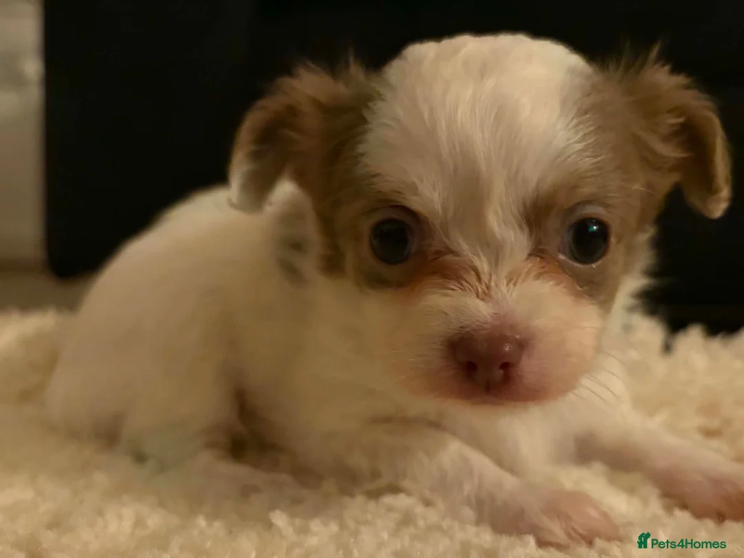 Chihuahua dogs for sale: Tiny Female chihuahua puppies  - Advert 19