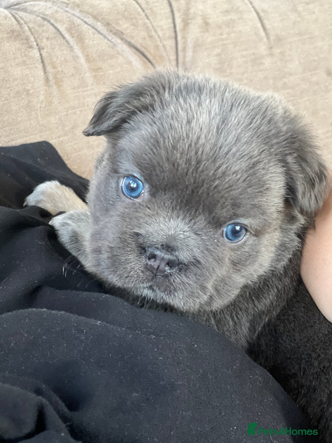 French Bulldog dogs for sale: Champion line fluffy kc French bulldog top quality - Image 10