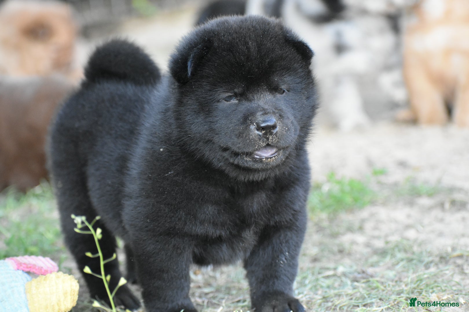 Chow Chow dogs Teddy bear chowski puppies  - Advert 2