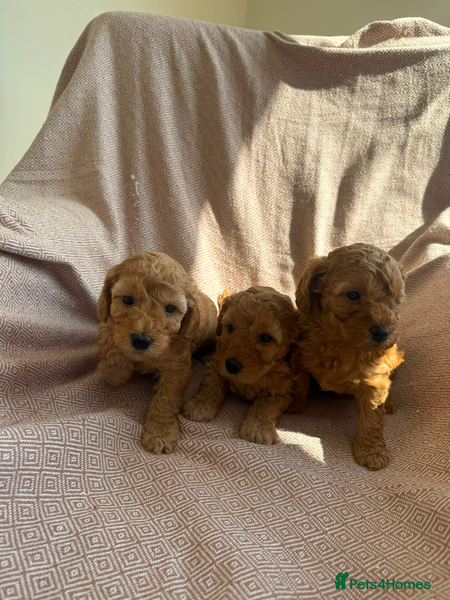 Miniature Poodle dogs Beautiful Miniature Poodle Puppies - Advert 2