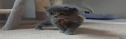 Ragdoll cats for sale: X6 Beautiful Ragdoll/Persian "Perdoll" Kittens - Advert 26