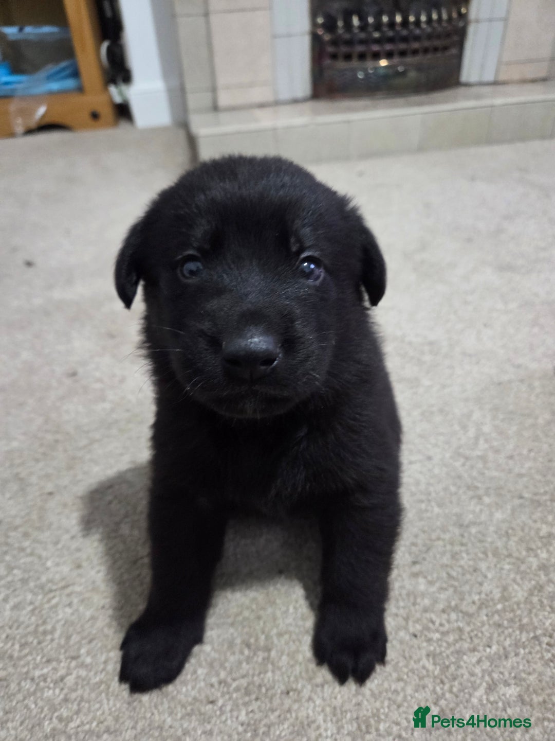 Mixed Breed dogs for sale: 🌟German Shepherd x Labrador Retriever Puppies 🌟 - Advert 12