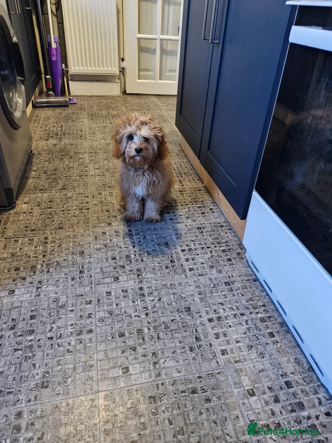Cavapoo dogs for sale: CAVAPOO in Dundee - Advert 2