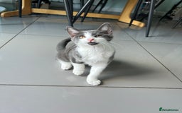 Russian Blue cats for sale: Charming Blue Boys - Image 15