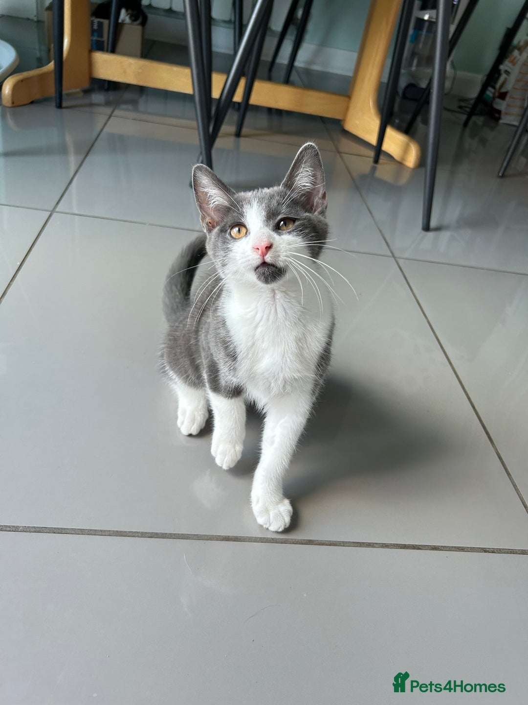 Russian Blue cats for sale: Charming Blue Boys - Image 15