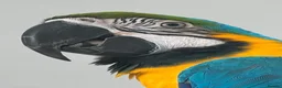 Macaws birds for sale: Blue and Gold macaw  in Coventry - Advert 5