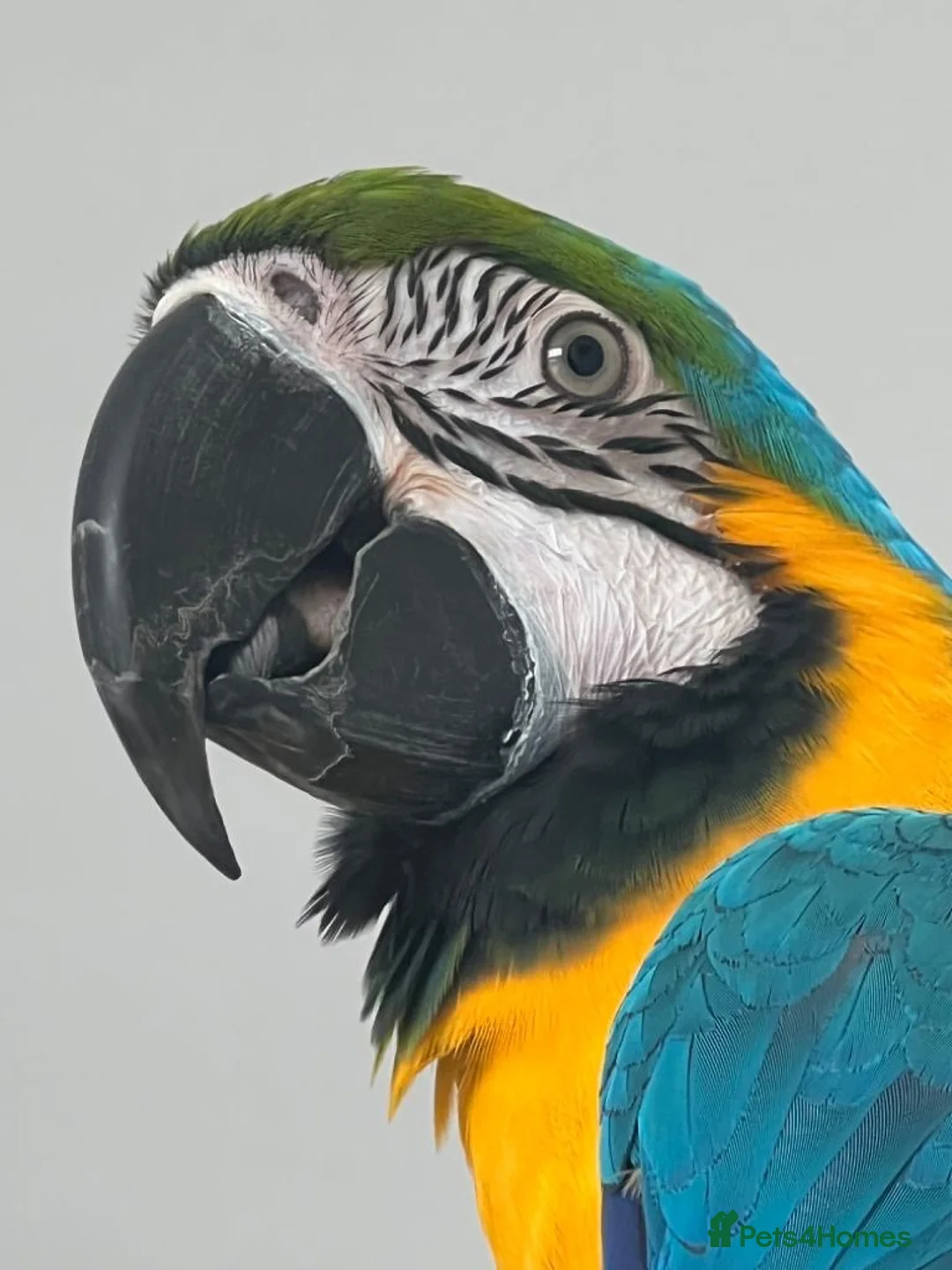 Macaws birds for sale: Blue and Gold macaw  in Coventry - Advert 5
