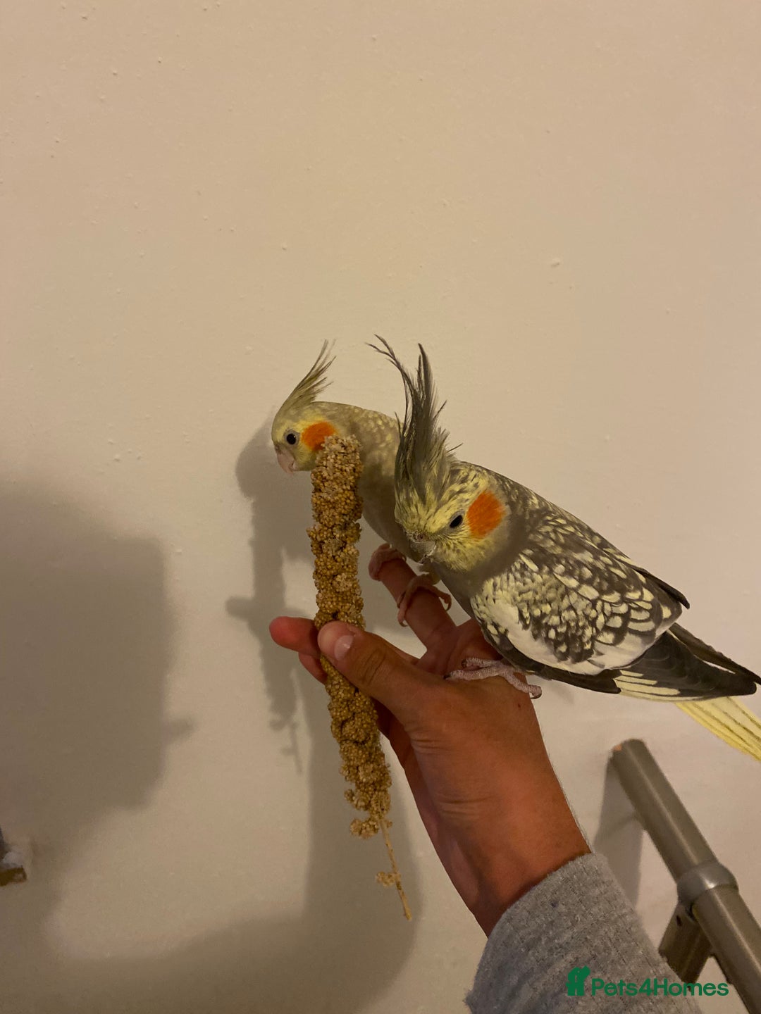 Cockatiels birds for sale: Variety of beautiful tamed cockatiels chicks - Advert 3