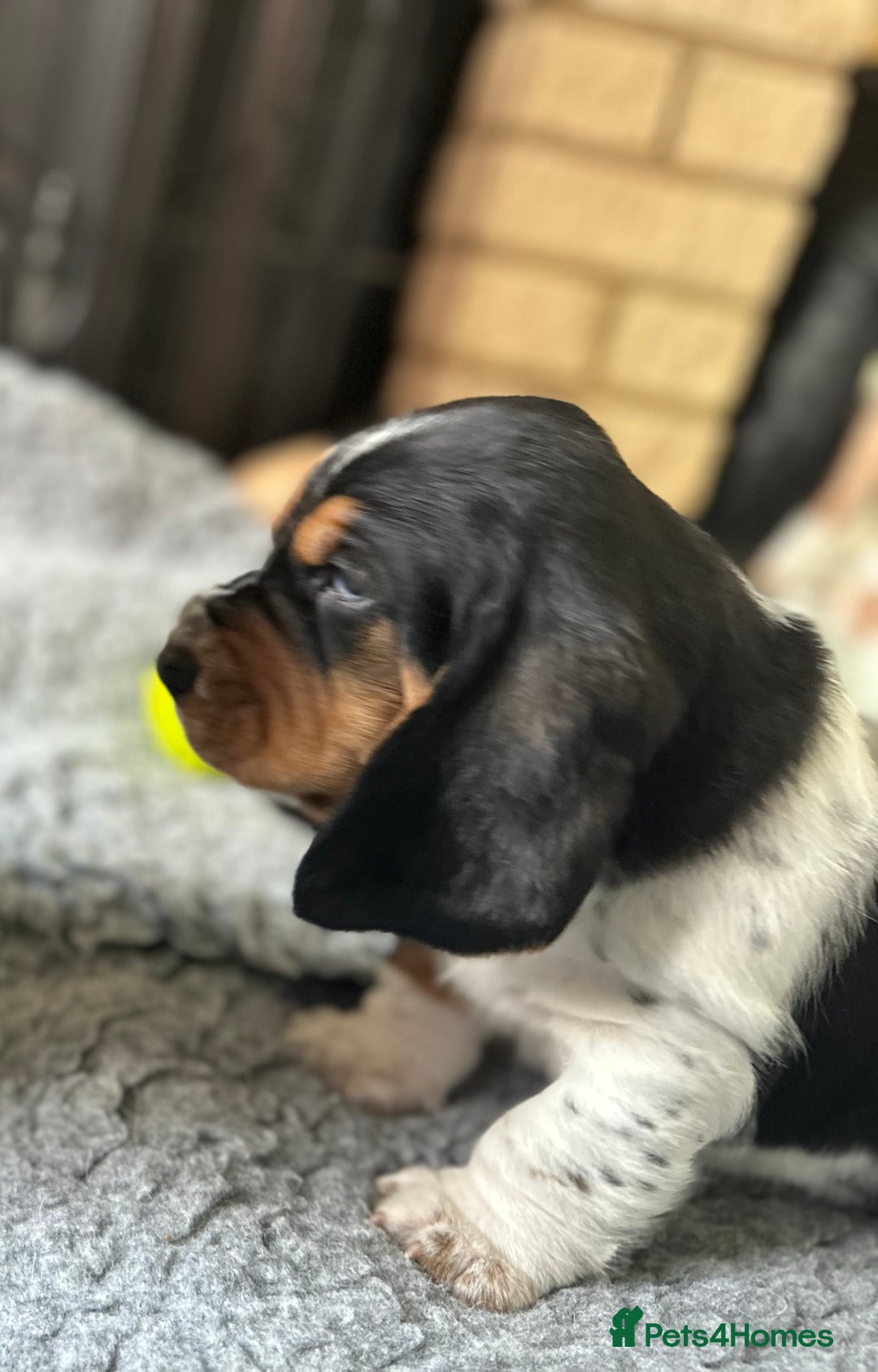 Basset Hound dogs for sale: Basset Hound Puppies - Image 15