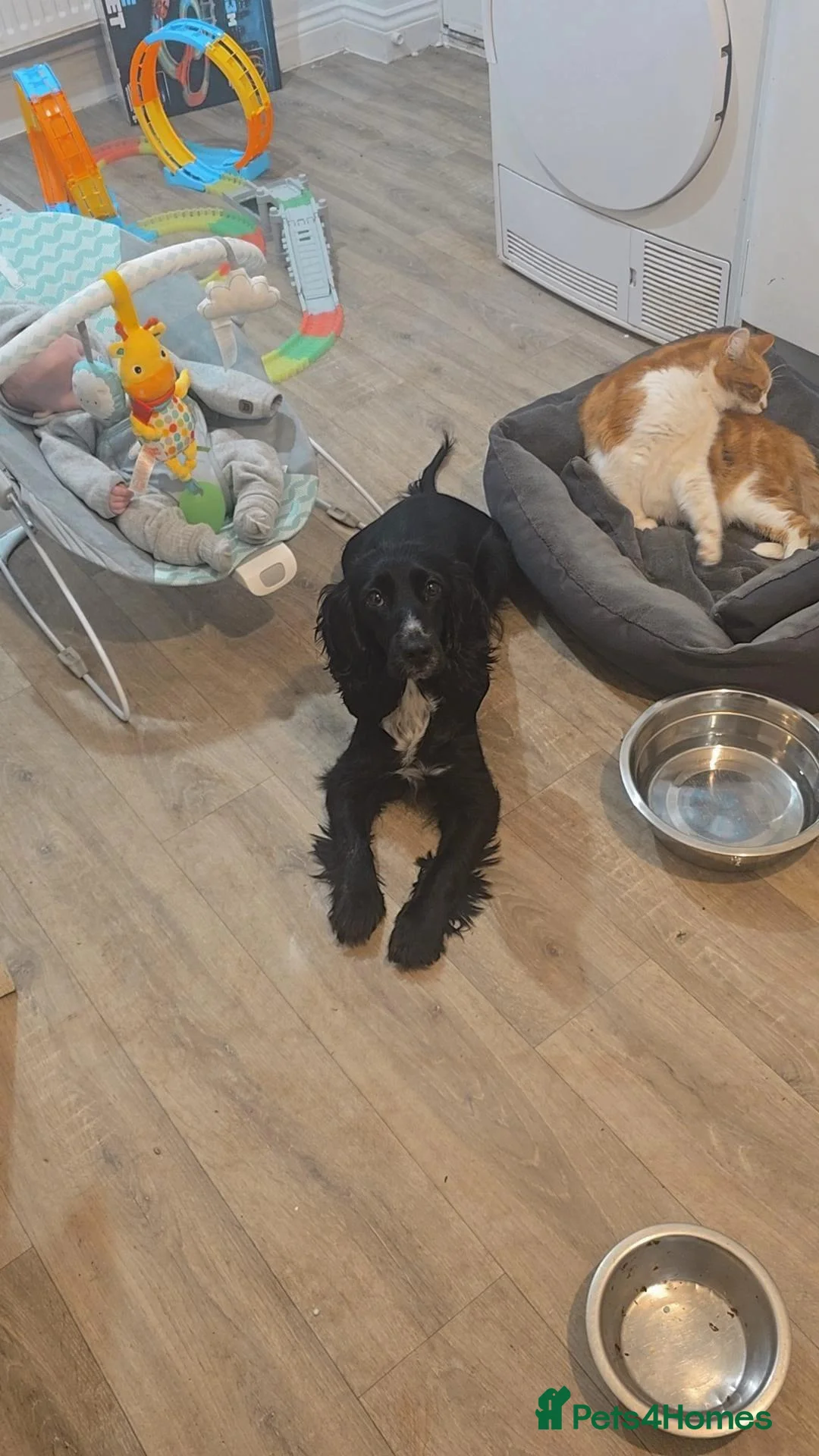 Cocker Spaniel dogs for sale: Margot the cocker spaniel - Advert 2