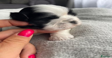 Shih Tzu dogs - Advert 5