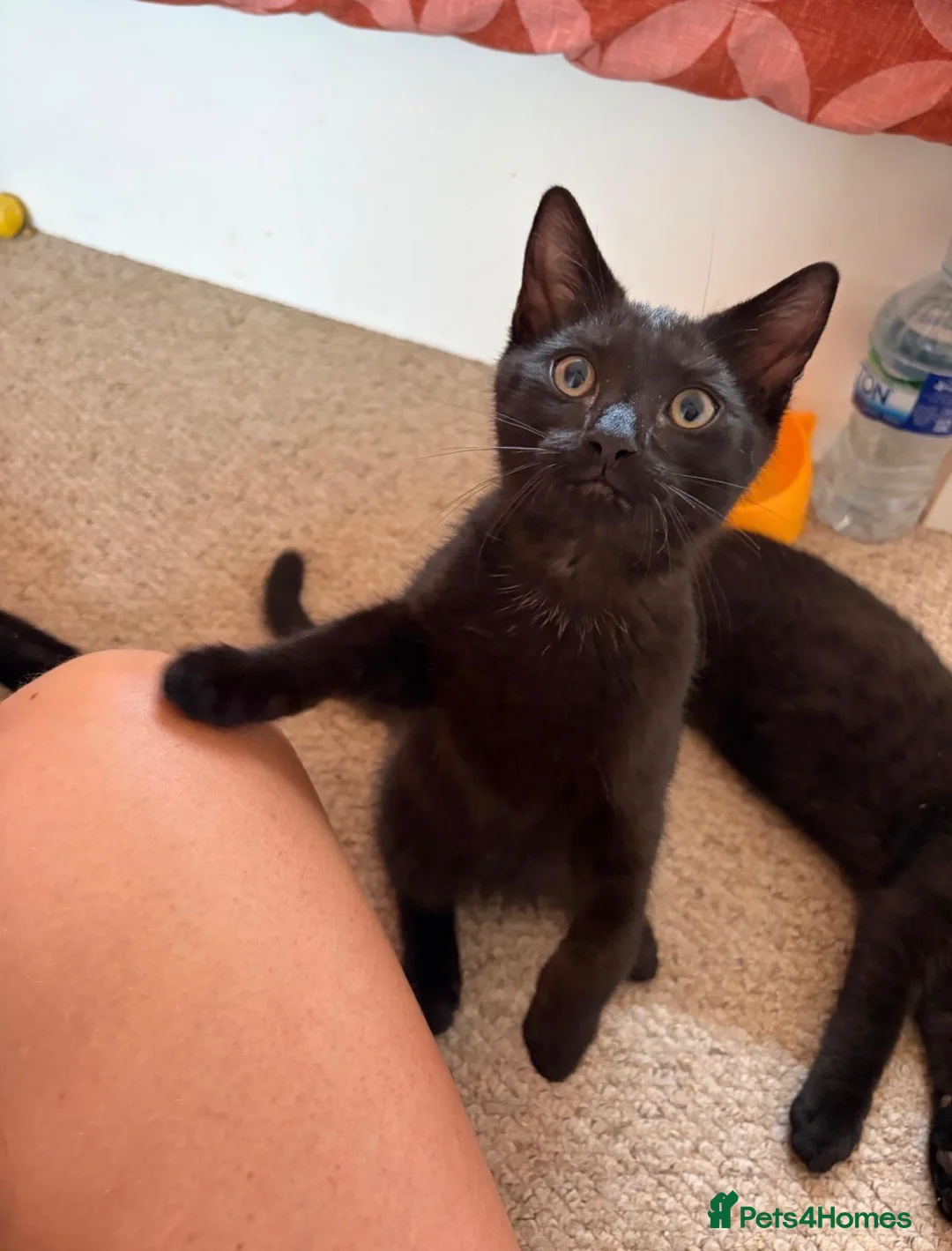 Mixed Breed cats for sale: 4 black kittens  - Advert 8