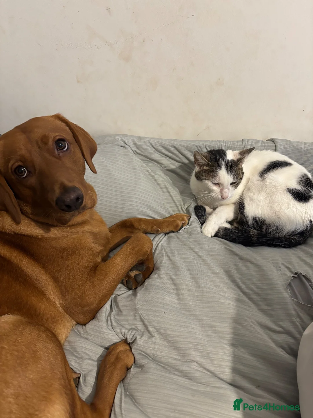 Labrador Retriever dogs for sale: Fox red labrador for sale - Advert 2