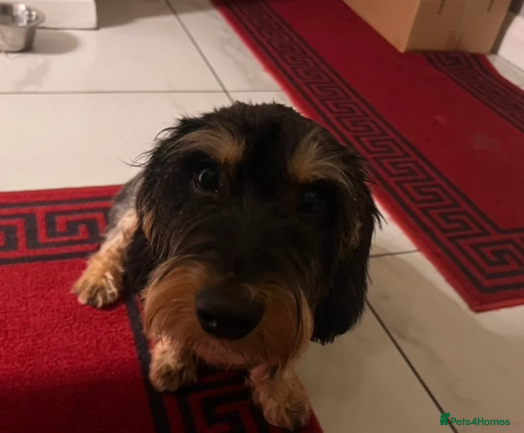 Dachshund dogs for sale: Wire haired dashund wild bore  - Advert 13