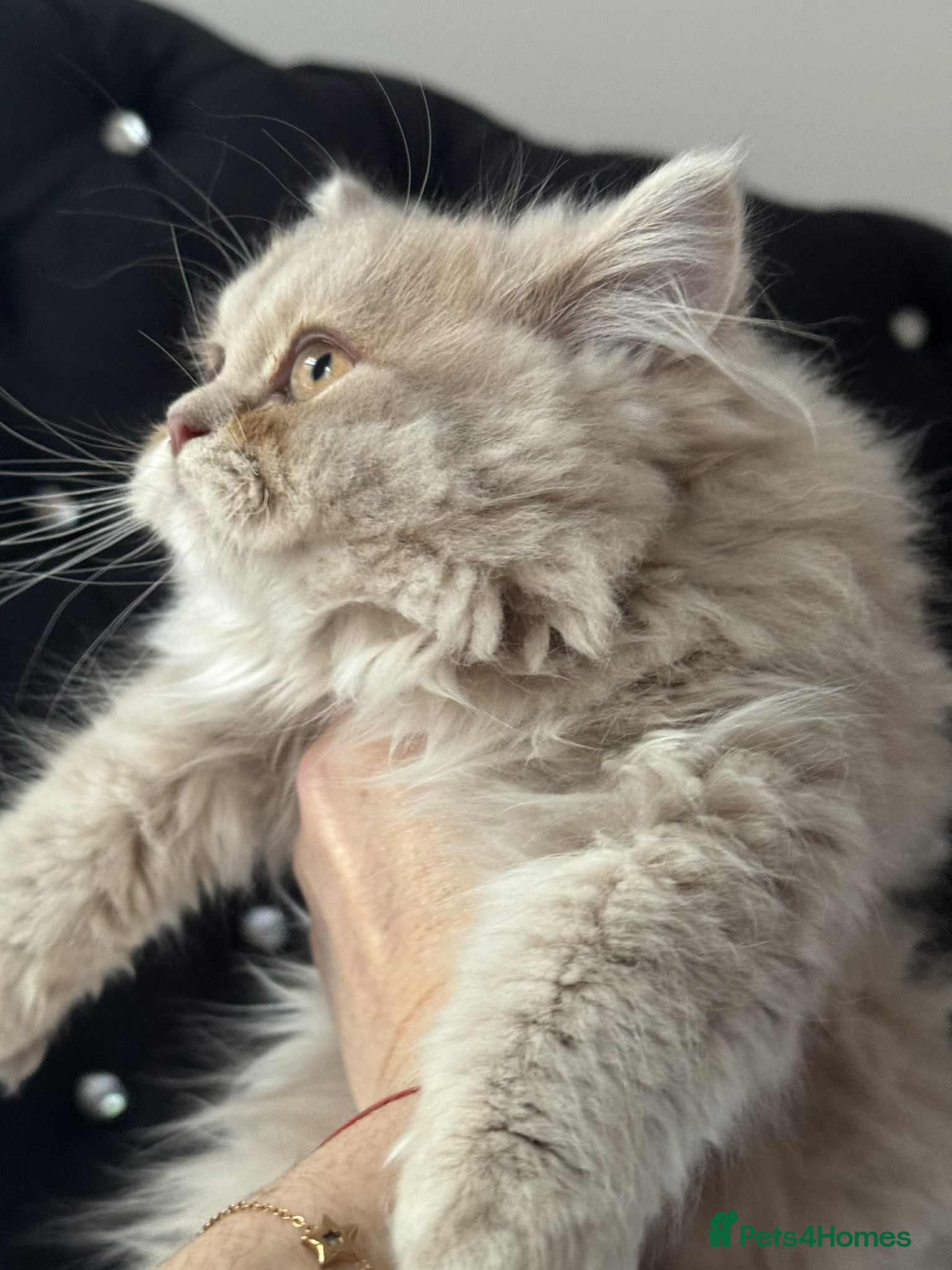 British Longhair cats British long hair kittens - Advert 2