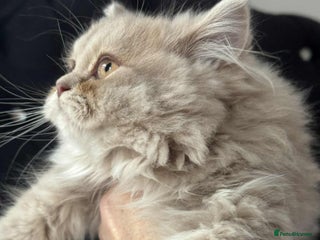 British Longhair cats British long hair kittens - Advert 1