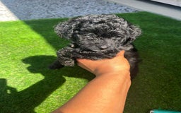 Shihpoo dogs for sale: Toy shihpoo  - Image 2