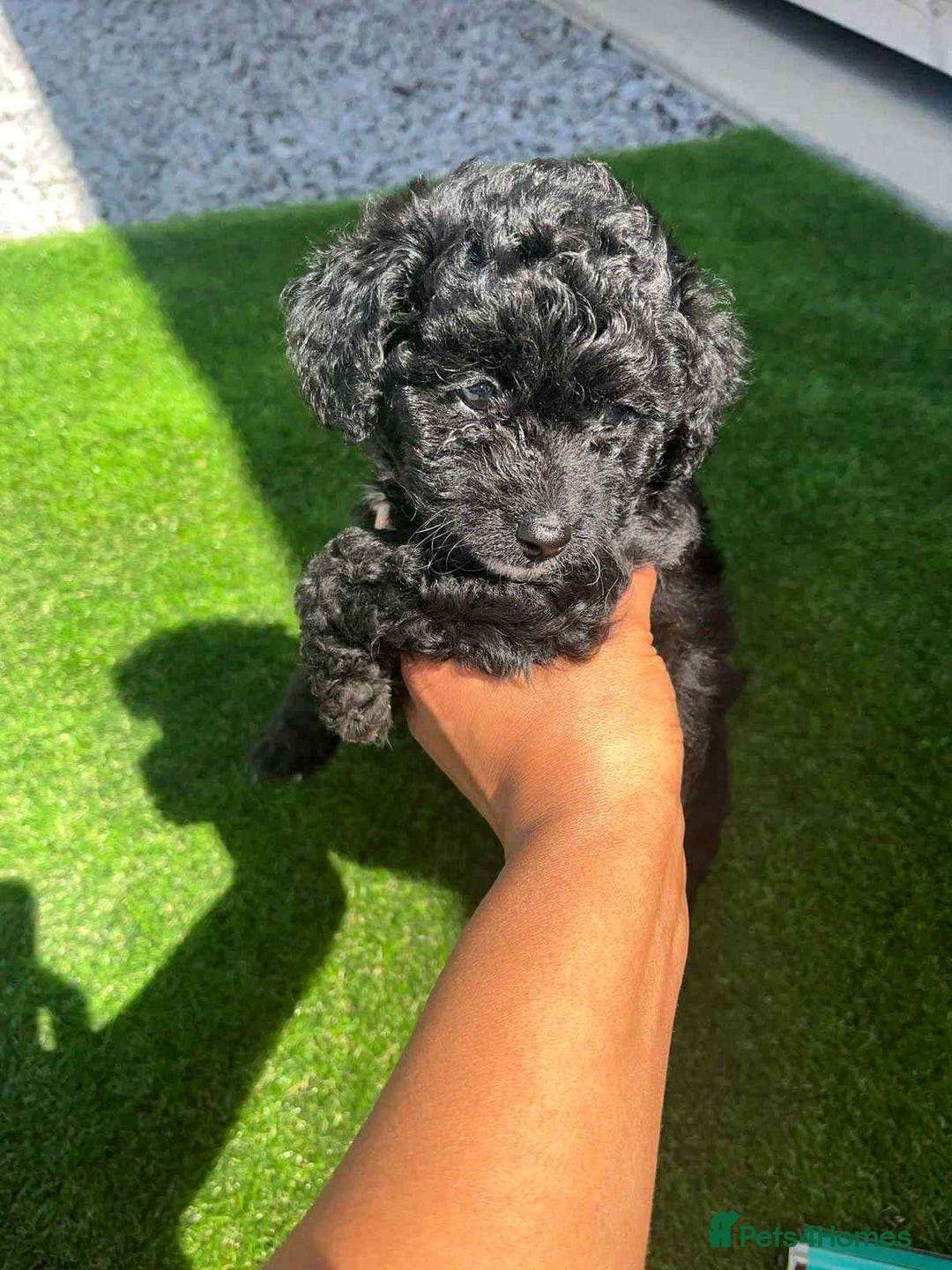 Shihpoo dogs for sale: Toy shihpoo  - Image 2