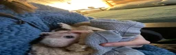 Guinea Pig rodents for sale: Skinny pig - Advert 5