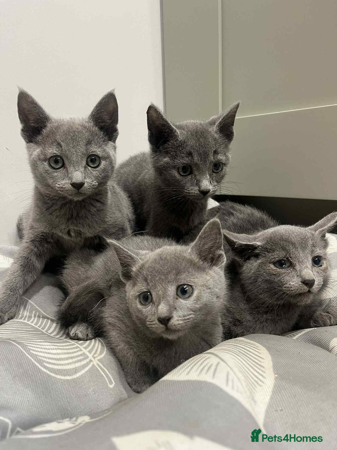 Russian Blue cats for sale: Stunning GCCF Russian Blue Kittens  - Advert 1
